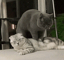 Cat massage