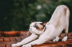 cat stretching
