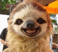 smiling sloth