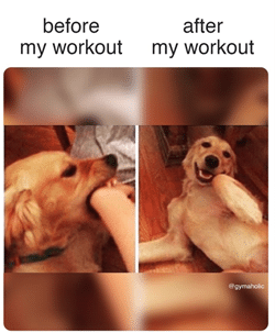 dog before and after workout