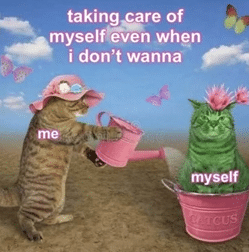 cat in flower pot meme