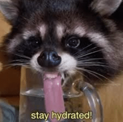 raccoon drinking water