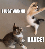 dancing cat