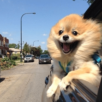 happy dog in car