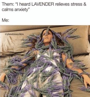 lavender stress meme