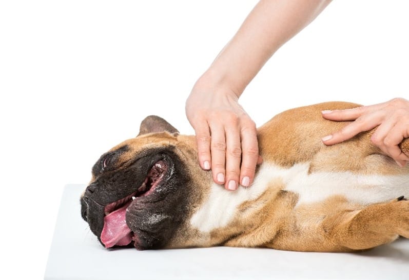 Boxer dog getting massage