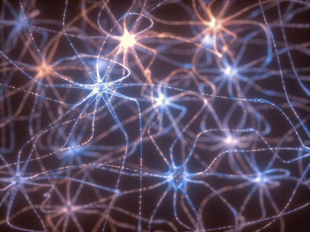 neuron pathways